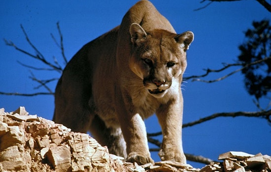 University of Minnesota Study Reveals Cougars Adapt to Prey Size, Ensuring Balance in Yellowstone's Predator Dynamics