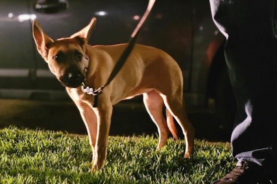 UPDATE: Long Beach Police Nab Suspect in Animal Abuse Case, Alexander Cueva Charged with Felony