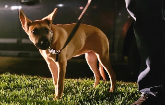 UPDATE: Long Beach Police Nab Suspect in Animal Abuse Case, Alexander Cueva Charged with Felony