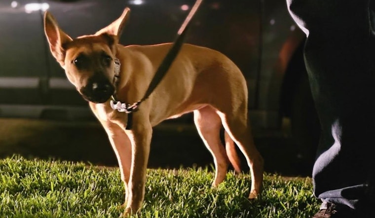 UPDATE: Long Beach Police Nab Suspect in Animal Abuse Case, Alexander Cueva Charged with Felony