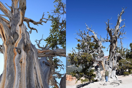 Utah's Majestic Bristlecone Pine Celebrated on Arbor Day: A Symbol of the State's Rich Biodiversity