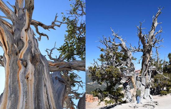 Utah's Majestic Bristlecone Pine Celebrated on Arbor Day: A Symbol of the State's Rich Biodiversity