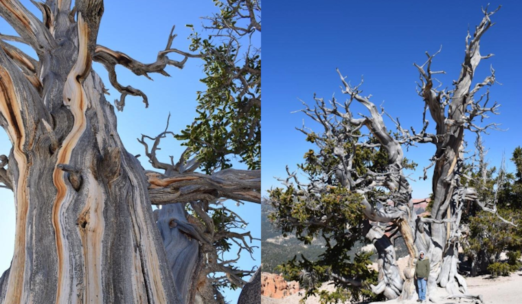 Utah's Majestic Bristlecone Pine Celebrated on Arbor Day: A Symbol of the State's Rich Biodiversity
