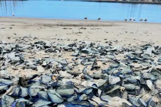 Ventura County Shores Adorned by Thousands of "By-the-Wind Sailors"