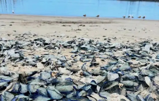 Ventura County Shores Adorned by Thousands of "By-the-Wind Sailors"