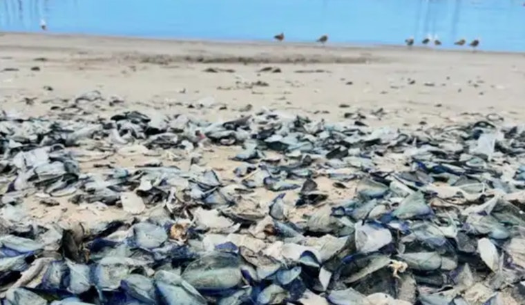 Ventura County Shores Adorned by Thousands of "By-the-Wind Sailors"