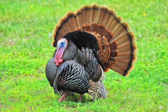 Vernon Parish Pair Cited for Illegal Turkey Hunting Over Bait Near Pitkin