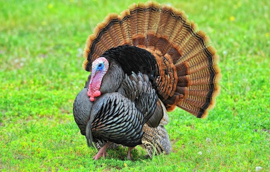 Vernon Parish Pair Cited for Illegal Turkey Hunting Over Bait Near Pitkin