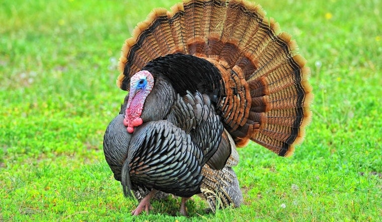 Vernon Parish Pair Cited for Illegal Turkey Hunting Over Bait Near Pitkin
