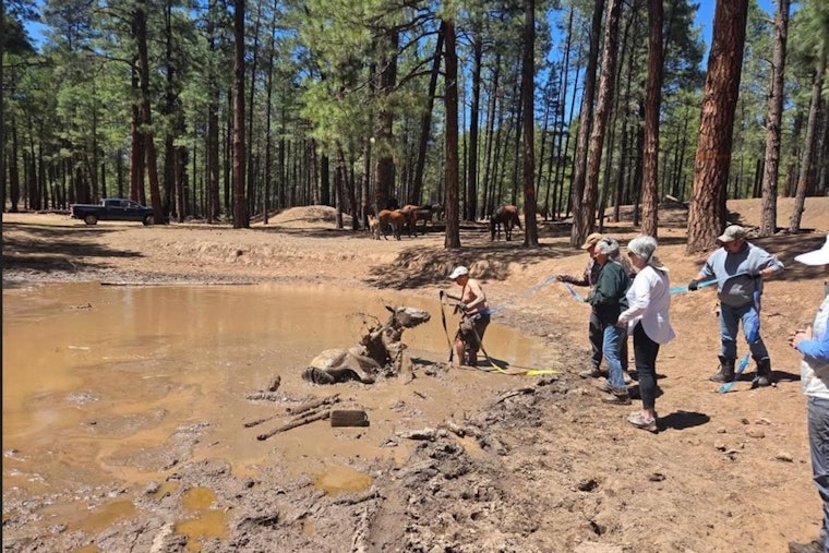 Volunteers in Navajo County, AZ Rescue Mare and Foal from Mud Pit Peril