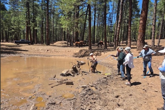 Volunteers in Navajo County, AZ Rescue Mare and Foal from Mud Pit Peril