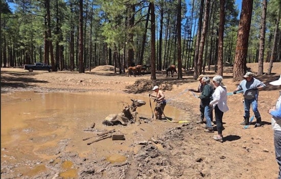 Volunteers in Navajo County, AZ Rescue Mare and Foal from Mud Pit Peril