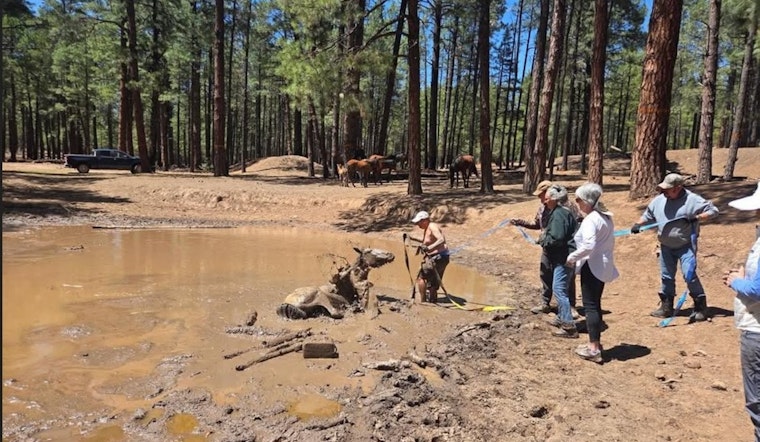 Volunteers in Navajo County, AZ Rescue Mare and Foal from Mud Pit Peril