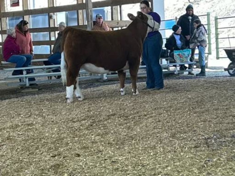 Wabasha County Fair's Runaway Cow Safely Returned Thanks to Community and Police Effort