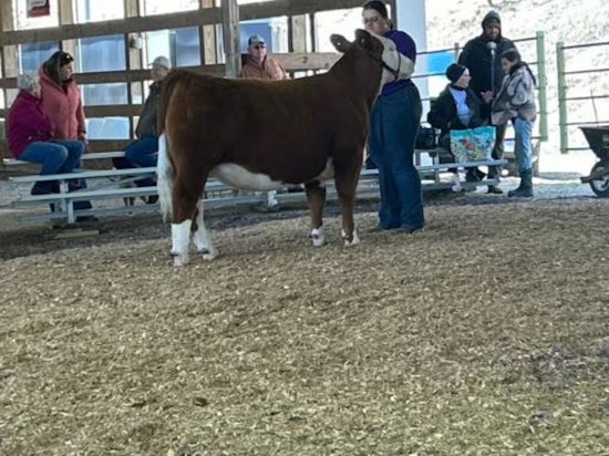 Wabasha County Fair's Runaway Cow Safely Returned Thanks to Community and Police Effort