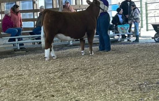Wabasha County Fair's Runaway Cow Safely Returned Thanks to Community and Police Effort