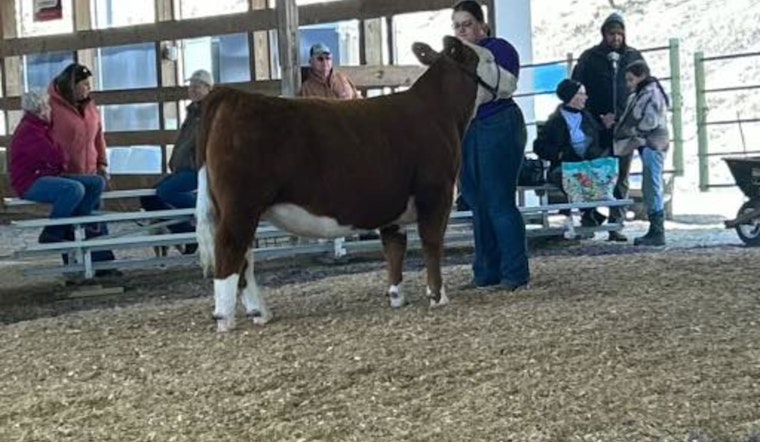 Wabasha County Fair's Runaway Cow Safely Returned Thanks to Community and Police Effort