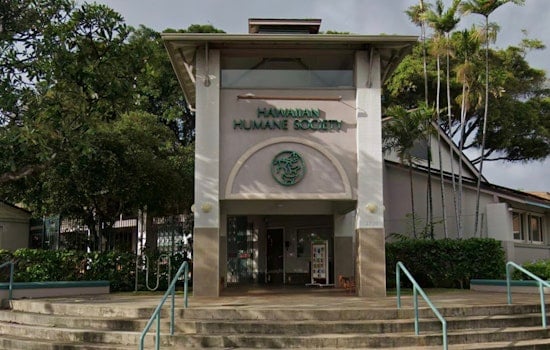 Wahiawa Woman Charged with Animal Cruelty After Dog Abuse Caught on Camera, Humane Society Backs Reform
