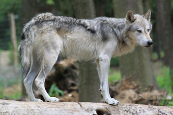 Wandering Wolves Near Denver: Colorado Parks and Wildlife Monitors Expansive Journeys of Gray Wolves