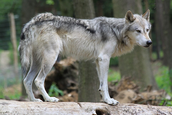 Wandering Wolves Near Denver: Colorado Parks and Wildlife Monitors Expansive Journeys of Gray Wolves