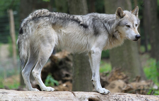 Wandering Wolves Near Denver: Colorado Parks and Wildlife Monitors Expansive Journeys of Gray Wolves