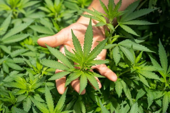 Washington Governor Signs Historic Bill Granting Cannabis Workers Collective Bargaining Rights