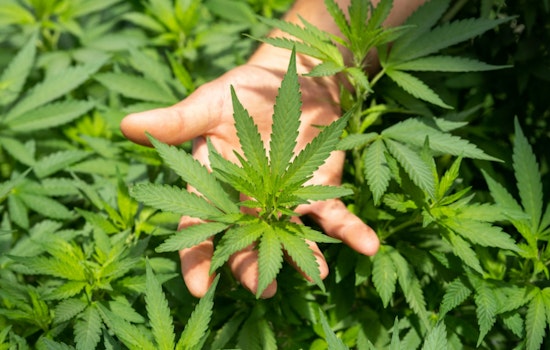Washington Governor Signs Historic Bill Granting Cannabis Workers Collective Bargaining Rights