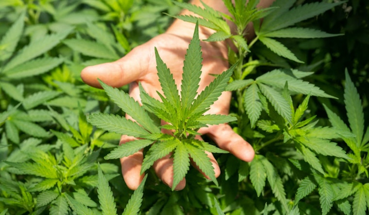 Washington Governor Signs Historic Bill Granting Cannabis Workers Collective Bargaining Rights