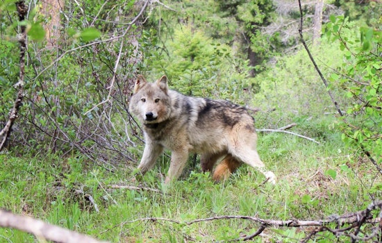 Washington Reports More Gray Wolf Packs Despite Lower Overall Numbers, Poaching Challenges Conservation Efforts
