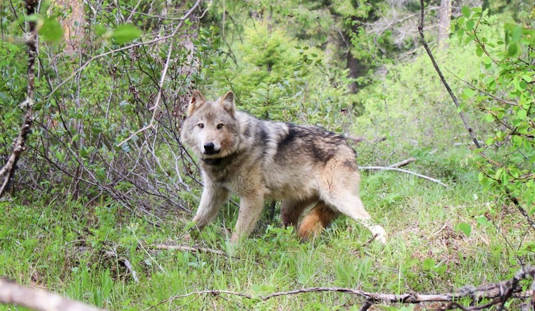 Washington Reports More Gray Wolf Packs Despite Lower Overall Numbers, Poaching Challenges Conservation Efforts