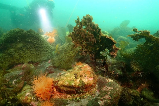 Washington's WDFW Seeks Public Input on Endangered Status of Pinto Abalone in Salish Sea