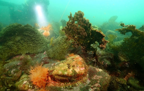 Washington's WDFW Seeks Public Input on Endangered Status of Pinto Abalone in Salish Sea