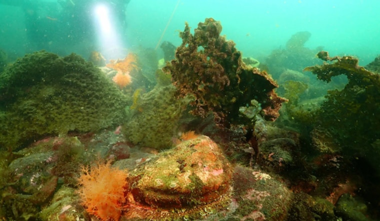 Washington's WDFW Seeks Public Input on Endangered Status of Pinto Abalone in Salish Sea