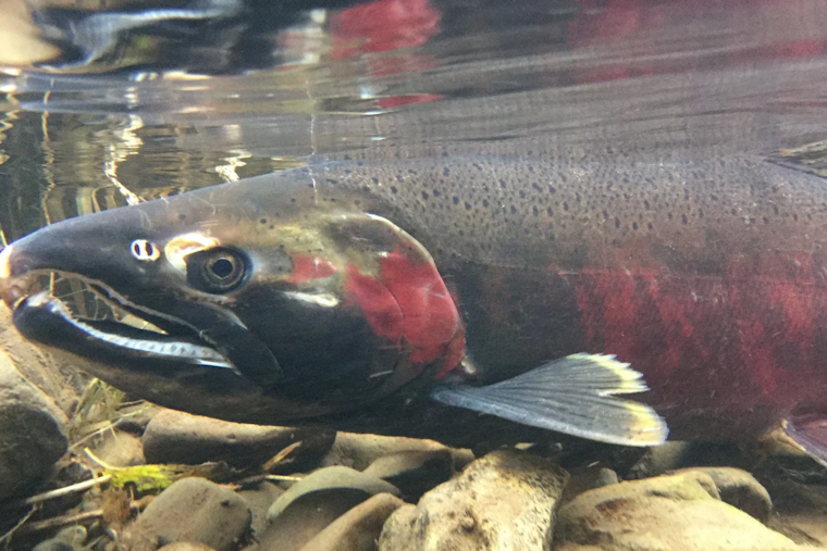 WDFW Invites Public Input on Lower Columbia River Fishery Management Plan Update