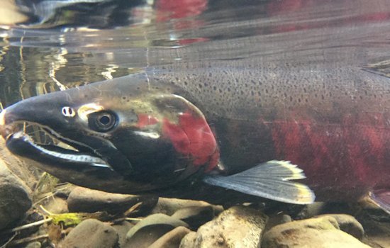 WDFW Invites Public Input on Lower Columbia River Fishery Management Plan Update