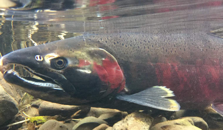 WDFW Invites Public Input on Lower Columbia River Fishery Management Plan Update