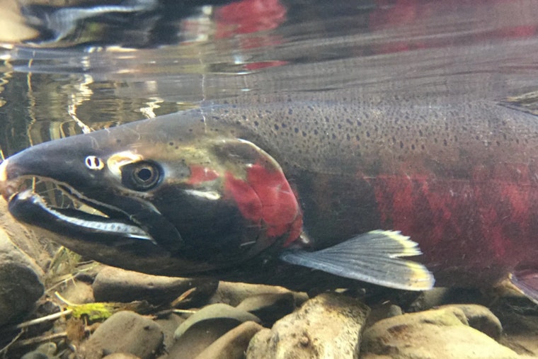WDFW Invites Public to Shape Future of Lower Columbia River Fisheries Management
