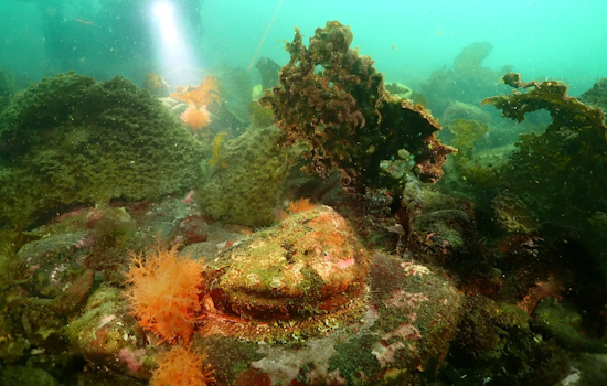 WDFW Seeks Public Input on Endangered Status of Pinto Abalone in Washington Before June Decision