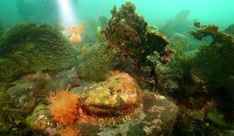 WDFW Seeks Public Input on Endangered Status of Pinto Abalone in Washington Before June Decision
