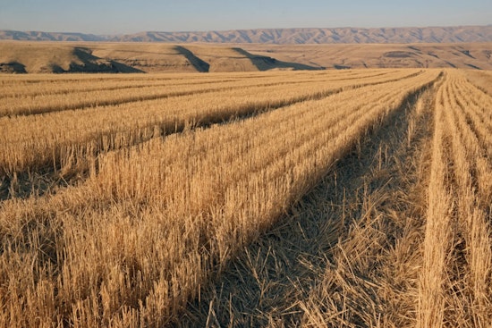 WDFW Seeks Public Input on Proposed Rule Changes for Commercial Crop Damage Claims