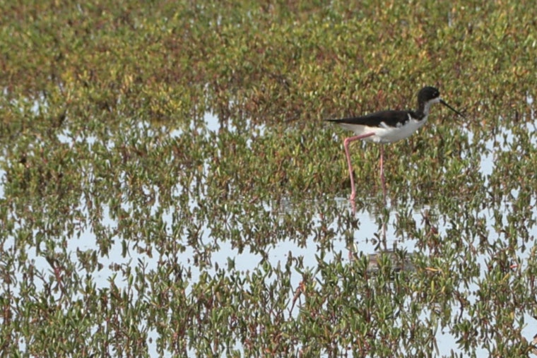 West Kaua‘i's Mānā Plain Wetlands Blossom into Birdwatcher's Paradise Following Restoration Efforts