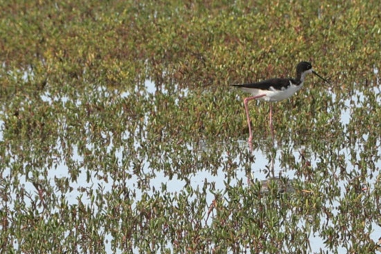 West Kaua‘i's Mānā Plain Wetlands Blossom into Birdwatcher's Paradise Following Restoration Efforts