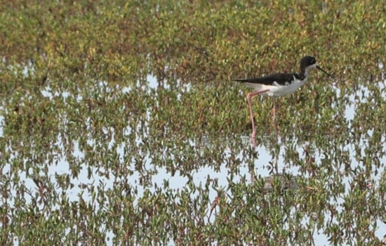 West Kaua‘i's Mānā Plain Wetlands Blossom into Birdwatcher's Paradise Following Restoration Efforts