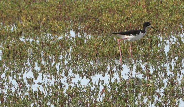 West Kaua‘i's Mānā Plain Wetlands Blossom into Birdwatcher's Paradise Following Restoration Efforts