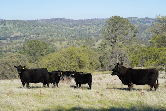 Western Placer County's Vista Ranch Secured for Conservation, 279 Acres Protected from Development