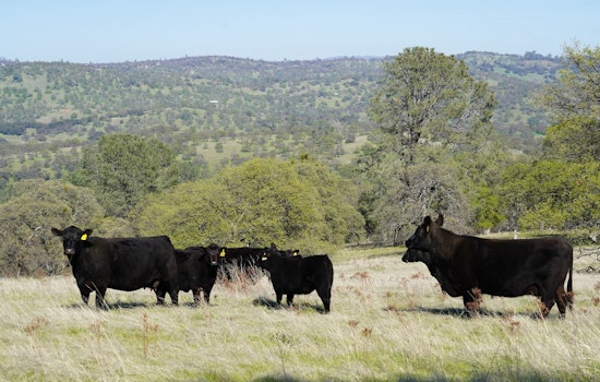 Western Placer County's Vista Ranch Secured for Conservation, 279 Acres Protected from Development