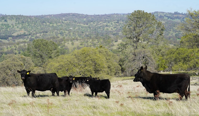 Western Placer County's Vista Ranch Secured for Conservation, 279 Acres Protected from Development