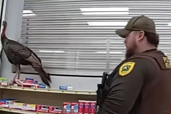 Wild Turkey Run Amok in Granger Supermarket Ends with Police 'Poultry Negotiations'