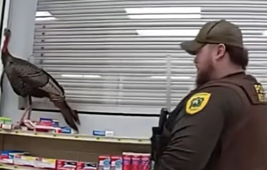 Wild Turkey Run Amok in Granger Supermarket Ends with Police 'Poultry Negotiations'