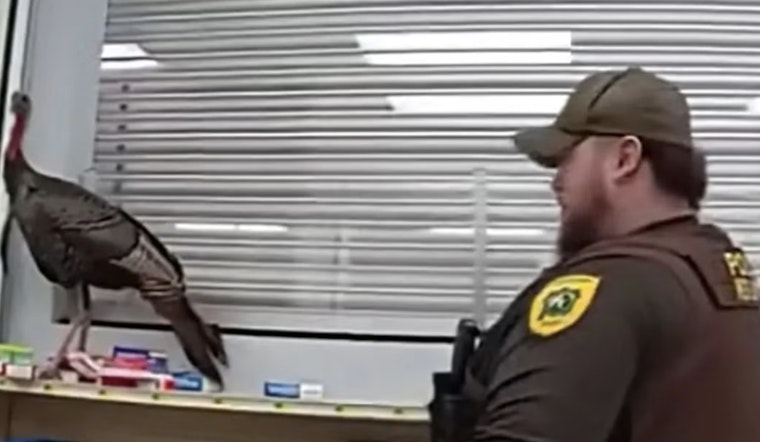 Wild Turkey Run Amok in Granger Supermarket Ends with Police 'Poultry Negotiations'